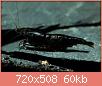         

:  black-sakura-garnelen_720x600.jpg
:  382
:  60,0 KB
