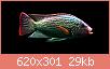         

:  Oreochromis_rend1.jpg
:  673
:  28,7 KB