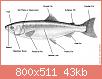         

:  External_Salmon_Anatomy.jpg
:  977
:  42,8 KB