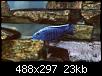         

:  Aplochromis_Electric_Blue.jpg
:  344
:  23,0 KB