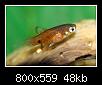         

:  macro1 platy.jpg
:  673
:  47,7 KB