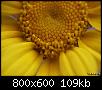         

:  Flower.jpg
:  411
:  108,9 KB