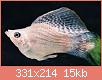         

:  asianaquariumscom.jpg
:  10918
:  14,6 KB