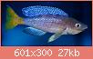         

:  cyprichromis_leptosoma_male_1.jpg
:  245
:  26,9 KB
