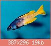         

:  CyprichromisLeptosoma_Kitumba_01.jpg
:  240
:  19,0 KB