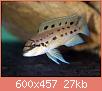         

:  Chalinochromis_sp_ndobhoi_600x457.jpg
:  133
:  27,2 KB
