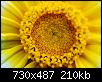         

:  flower stat.jpg
:  371
:  209,5 KB
