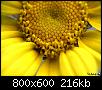         

:  flower crazio.jpg
:  399
:  215,7 KB