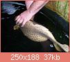         

:  fat_fish_0710-01.jpg
:  293
:  37,3 KB