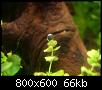         

:  micranthemum.jpg
:  394
:  65,9 KB