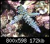         

:  coral01.JPG
:  349
:  171,8 KB
