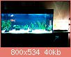         

:  aquarium_3.jpg
:  288
:  39,8 KB