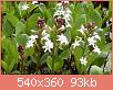         

:  Menyanthes T..jpg
:  309
:  93,3 KB