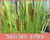         

:  Typha L..jpg
:  297
:  104,8 KB