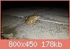         

:  frog.jpg
:  378
:  177,5 KB