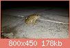         

:  frog.jpg
:  395
:  177,5 KB