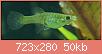         

:  endler eats shrimp.jpg
:  1038
:  50,2 KB