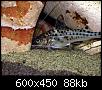         

:  Pimelodus Pictus.jpg
:  847
:  88,4 KB