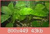         

:  ANUBIAS.jpg
:  243
:  43,2 KB