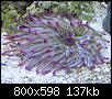         

:  anemone.jpg
:  1853
:  137,4 KB