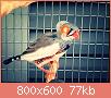         

:  aviary-image-1469798006043.jpg
:  226
:  77,0 KB