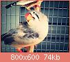         

:  aviary-image-1469798029046.jpg
:  212
:  74,0 KB
