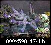         

:  koralli01.JPG
:  363
:  174,4 KB
