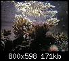         

:  koralli06.JPG
:  305
:  171,2 KB