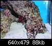         

:  billy reef 154 (Small).jpg
:  180
:  88,0 KB