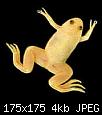         

:  frog_african_clawed_gold.jpg
:  257
:  3,9 KB
