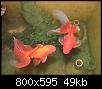         

:  goldfish.jpg
:  941
:  48,6 KB