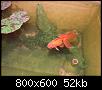         

:  one goldfish.jpg
:  1005
:  52,1 KB