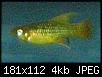         

:  fish.jpg
:  314
:  4,1 KB