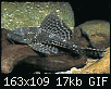         

:  pleco.gif
:  577
:  16,9 KB