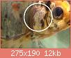         

:  albums-p512-tsala11-male_gill_tubercles1_zpsxpxxhm0s.jpg
:  7225
:  12,1 KB