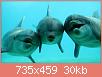         

:  sn-dolphins-thumb-800xauto-12067.jpg
:  620
:  30,2 KB