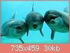         

:  sn-dolphins-thumb-800xauto-12067.jpg
:  616
:  30,2 KB