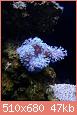         

:  first coral.jpg
:  173
:  47,5 KB