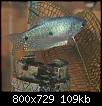         

:  blue_gourami.jpg
:  253
:  108,9 KB