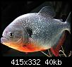         

:  amazon-animals-piranha.jpg
:  1132
:  40,2 KB