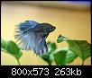         

:  betta.JPG
:  426
:  262,8 KB