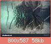         

:  stock-photo-specialized-prop-roots-descend-from-red-mangrove-trees-rhizophora-sp-in-a-mangrove-f.jpg
:  911
:  58,2 KB