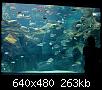         

:  Crete_Aquarium004.jpg
:  311
:  262,7 KB