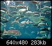         

:  Crete_Aquarium005.jpg
:  320
:  283,3 KB