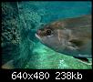         

:  Crete_Aquarium_2_004.jpg
:  250
:  238,3 KB