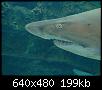         

:  Crete_Aquarium_2_006.jpg
:  245
:  199,5 KB