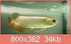         

:  10-ich-malaysian-golden-arowana.jpg
:  428
:  34,1 KB