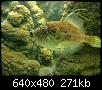         

:  Crete_Aquarium_2_012.jpg
:  264
:  271,2 KB