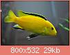         

:  electric-yellow-cichlid.jpg
:  221
:  29,0 KB