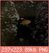         

:  Screenshot_2019-06-21 Young labidochromis - YouTube.png
:  365
:  89,4 KB